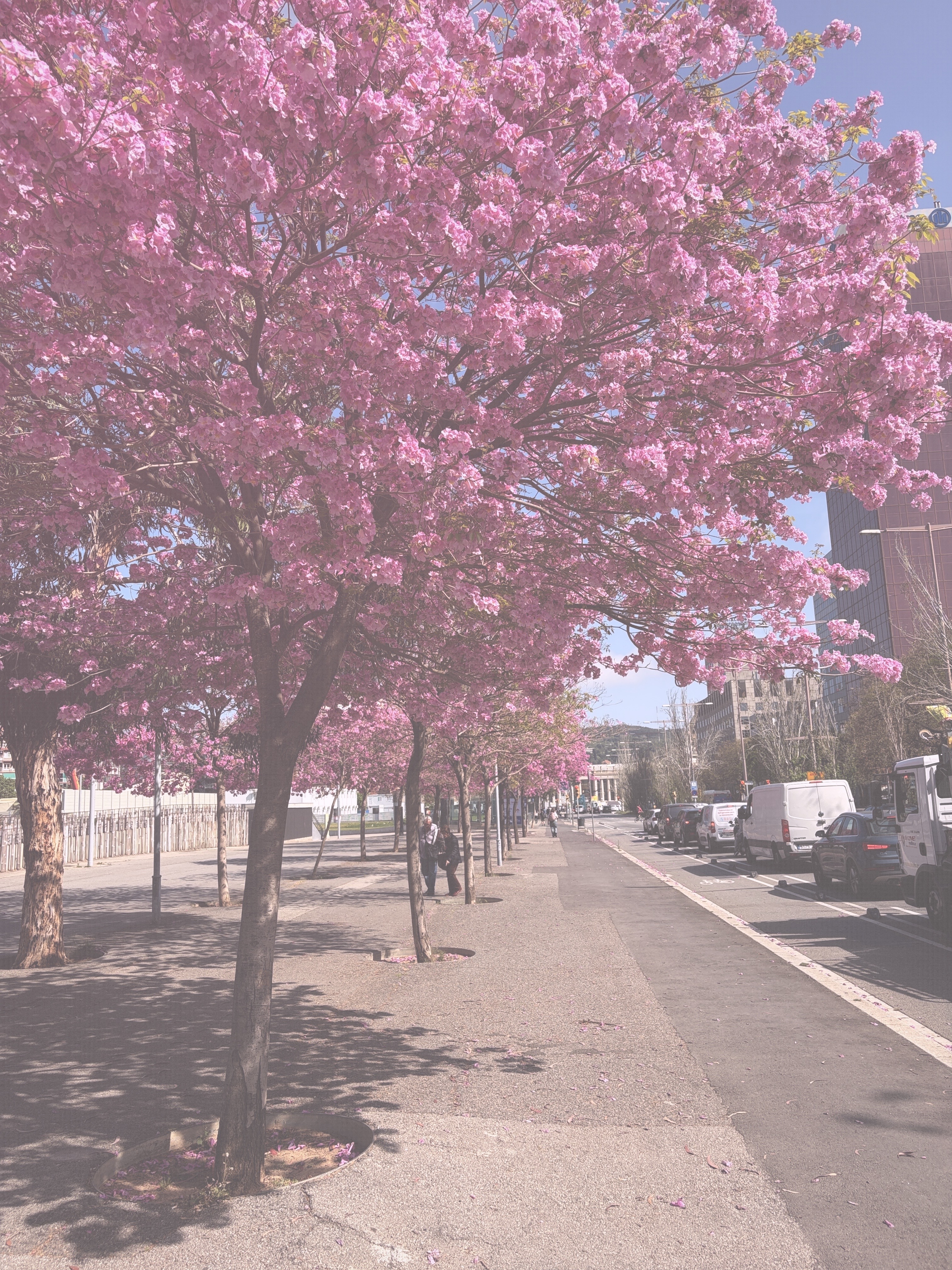 Sakura film preset — Soft look at ISO 200